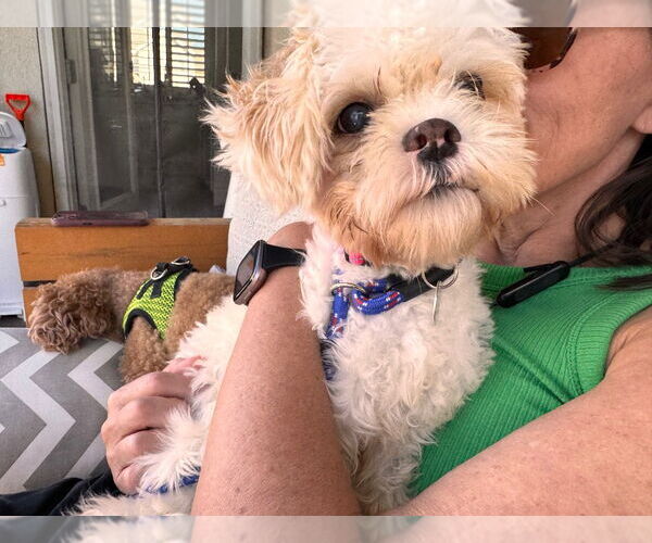 Medium Photo #4 Mal-Shi Puppy For Sale in Salt Lake City, UT, USA