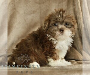 ShihPoo Puppy for sale in GORDONVILLE, PA, USA