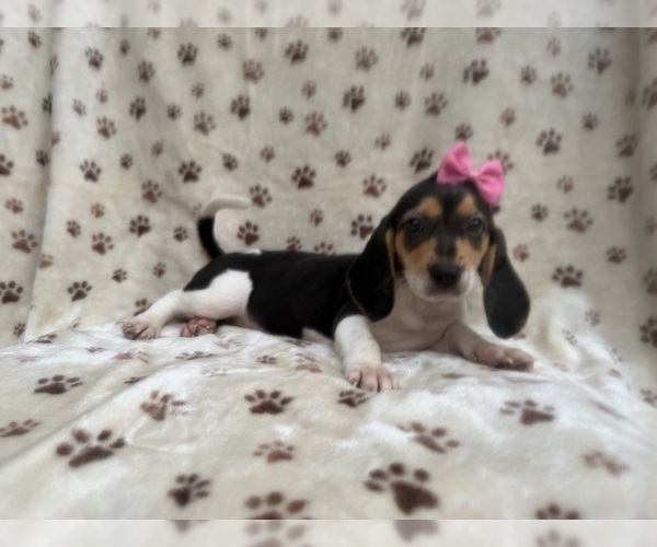 Medium Photo #1 Beagle Puppy For Sale in LAKELAND, FL, USA