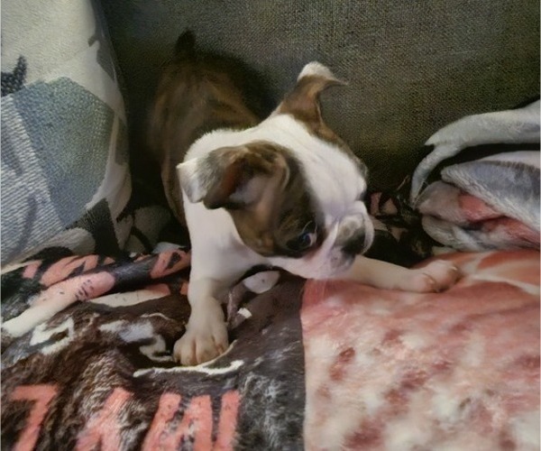 Medium Photo #4 Boston Terrier Puppy For Sale in ABILENE, TX, USA