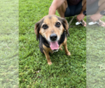 Small #1 Beagle Mix