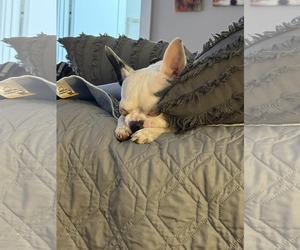 Boston Terrier Dogs for adoption in Dumont, NJ, USA