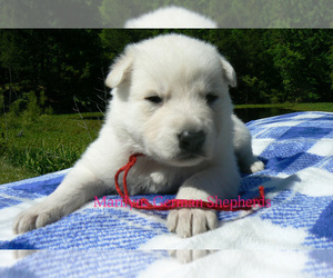 German Shepherd Dog Puppy for sale in PIEDMONT, MO, USA