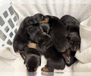 Doberman Pinscher Puppy for sale in NEWTON, NC, USA