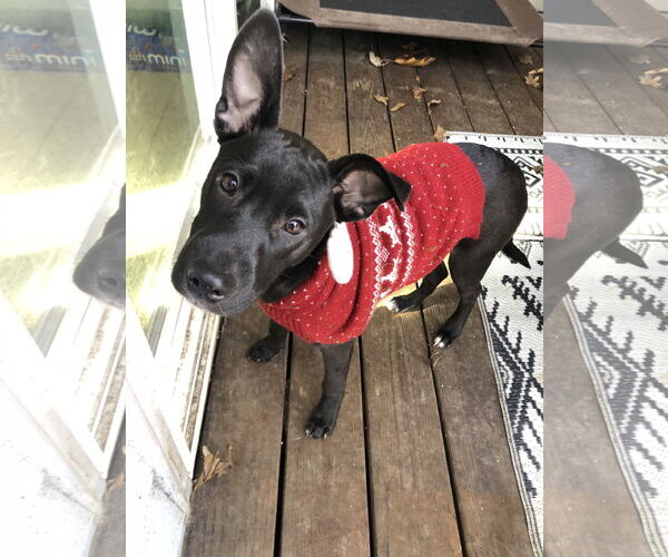 Medium Photo #1 Labrador Retriever-Unknown Mix Puppy For Sale in Holly Springs, NC, USA