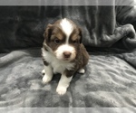 Small Photo #2 Miniature Australian Shepherd Puppy For Sale in YERINGTON, NV, USA