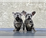 Small Photo #1 French Bulldog Puppy For Sale in HAYWARD, CA, USA