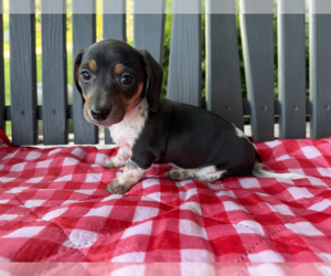 Dachshund Puppy for sale in WILLARD, OH, USA