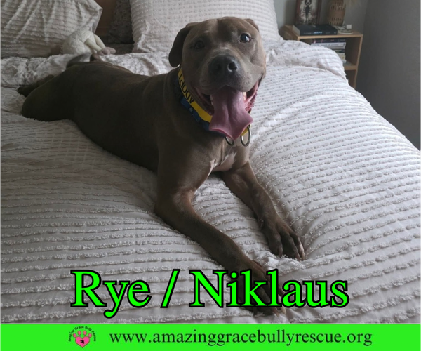 Medium Photo #1 Labrador Retriever-Unknown Mix Puppy For Sale in Milton, FL, USA