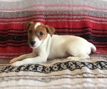 Small Photo #8 Jack Russell Terrier Puppy For Sale in TREZEVANT, TN, USA