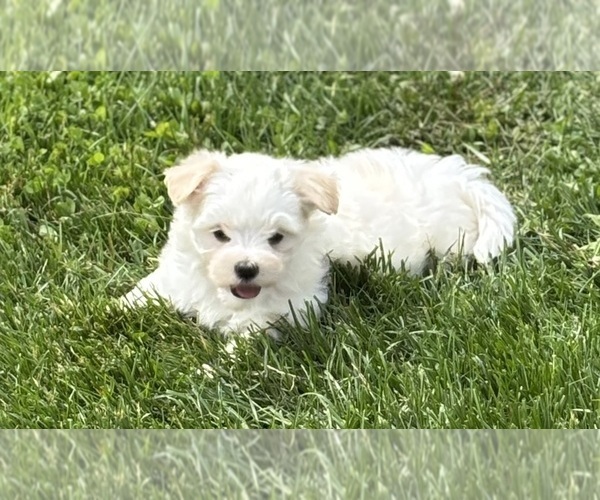 Medium Photo #7 Maltese Puppy For Sale in ROCK STREAM, NY, USA