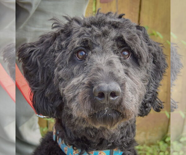 Medium Photo #5 Mutt Puppy For Sale in Huntley, IL, USA