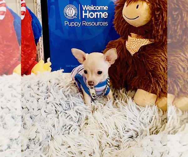 Medium Photo #3 Chihuahua Puppy For Sale in ATHENS, GA, USA
