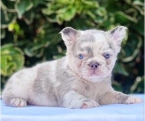 French Bulldog Puppy for Sale in MOUNT VERNON, Alabama USA