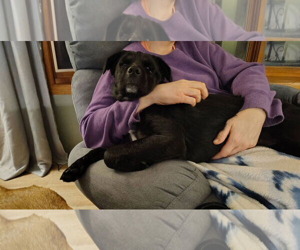 Medium Photo #4 Mutt Puppy For Sale in New London, WI, USA