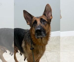 Lily 3175 - Female German Shepherd Dog Dog for Adoption - Photo #3