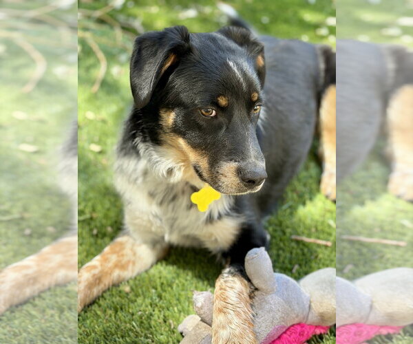 Medium Photo #3 Australian Shepherd Puppy For Sale in Sandy, UT, USA