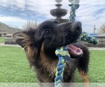 Small #33 German Shepherd Dog