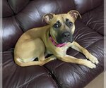 Small Photo #7 American Pit Bull Terrier-Black Mouth Cur Mix Puppy For Sale in Spotsylvania, VA, USA