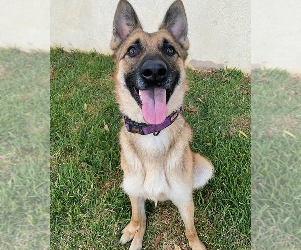 Medium Photo #15 German Shepherd Dog-Unknown Mix Puppy For Sale in W Hollywood, CA, USA