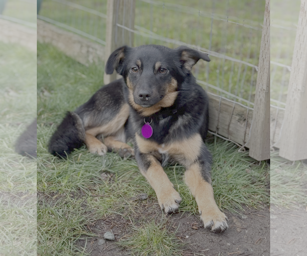 Medium Photo #2 Mutt Puppy For Sale in Bellevue, WA, USA