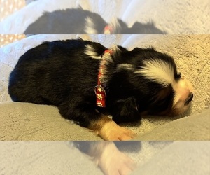 Aussalier Puppy for sale in PICAYUNE, MS, USA