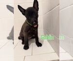 Small #1 Mutt