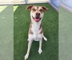 Small Labrador Retriever Mix