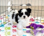 Image preview for Ad Listing. Nickname: Ace