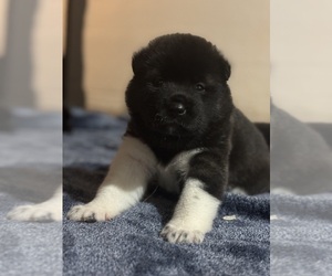 Akita Puppy for Sale in TOLEDO, Ohio USA