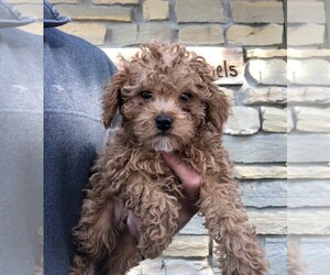 Cavapoo-Poodle (Toy) Mix Puppy for sale in CLARE, IL, USA
