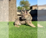 Small #5 French Bulldog