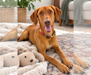 Unknown-Vizsla Mix Dogs for adoption in Mooresville, NC, USA