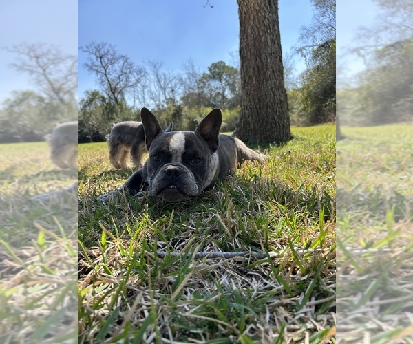 Medium Photo #6 American Bully Puppy For Sale in HOUSTON, TX, USA