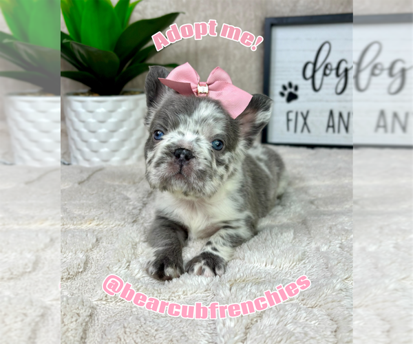 Medium Photo #2 French Bulldog Puppy For Sale in FRANKLIN, IN, USA