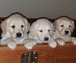Small Photo #11 Golden Retriever Puppy For Sale in CITRUS HEIGHTS, CA, USA