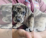 Puppy 11 Daniff-Neapolitan Mastiff Mix