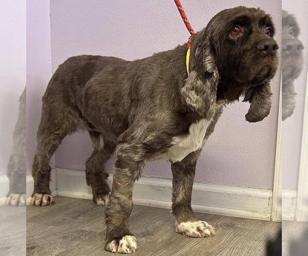 Medium Photo #3 Cocker Spaniel Puppy For Sale in Westminster, MD, USA