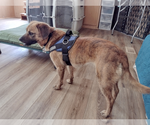 Small #2 Boxer-Pug Mix