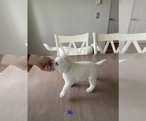 Medium Photo #11 Labrador Retriever Puppy For Sale in DIX HILLS, NY, USA