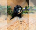 Small #1 Bernedoodle