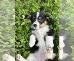 Small Photo #23 Pembroke Welsh Corgi Puppy For Sale in PERKINSVILLE, VT, USA