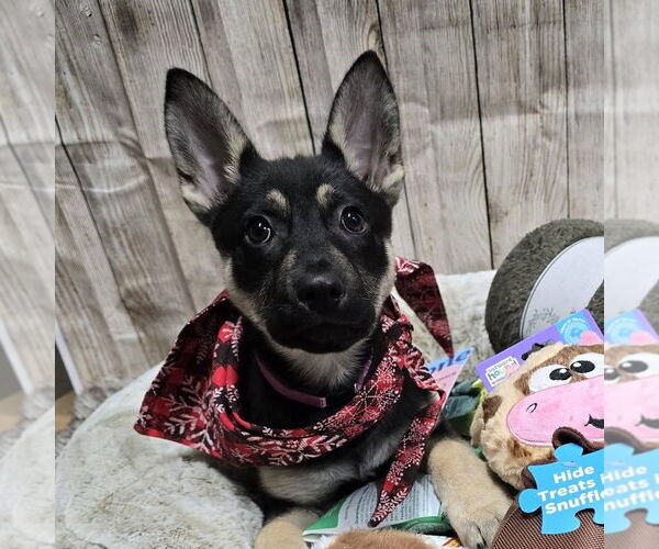 Medium Photo #5 Mutt Puppy For Sale in Fargo, ND, USA