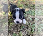 Small #2 Boston Terrier