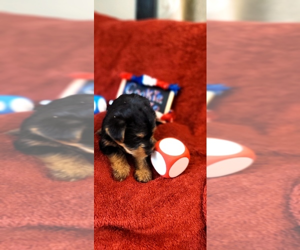 Medium Photo #35 Yorkshire Terrier Puppy For Sale in AKRON, OH, USA