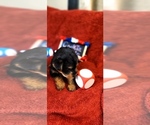 Small #13 Yorkshire Terrier