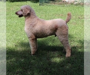 Father of the Goldendoodle puppies born on 08/30/2021