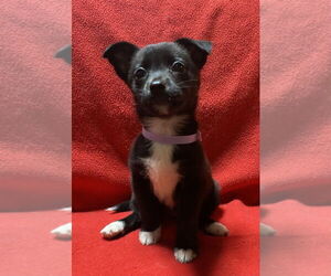 Mutt Dogs for adoption in Mundelein, IL, USA