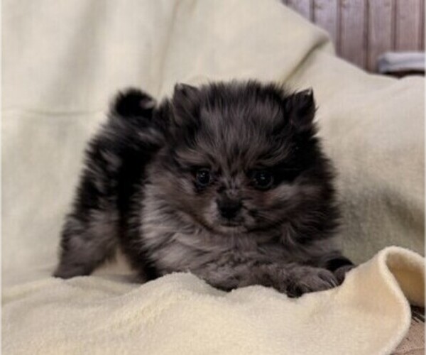 Medium Photo #4 Pomeranian Puppy For Sale in OWEN, WI, USA