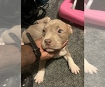 Small Photo #35 American Bully Puppy For Sale in BUFFALO, NY, USA